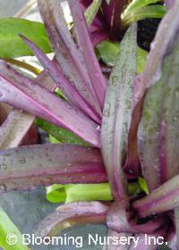 Eucomis bicolor 'Joy's Purple'
